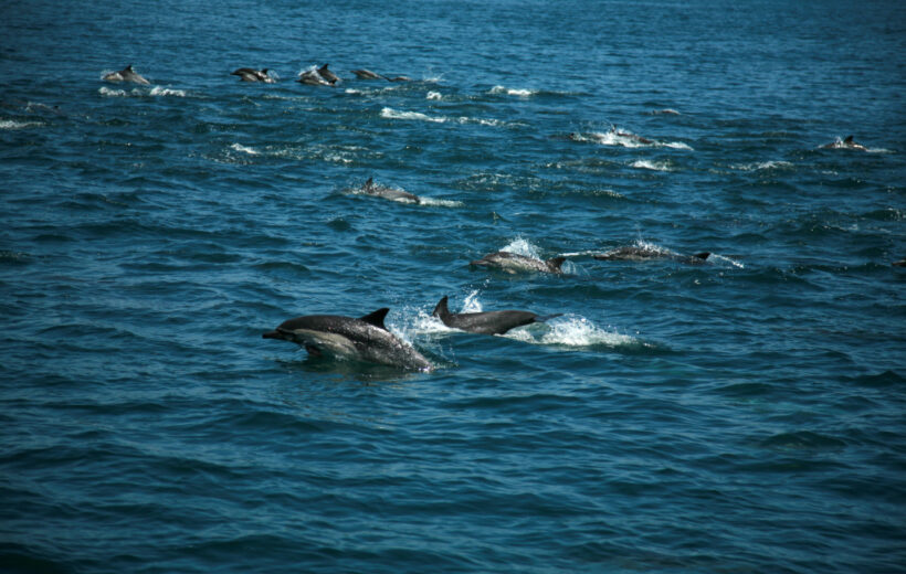 Dolphin Watching